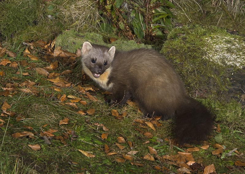 Hourly Martens