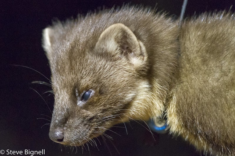 Hourly Martens