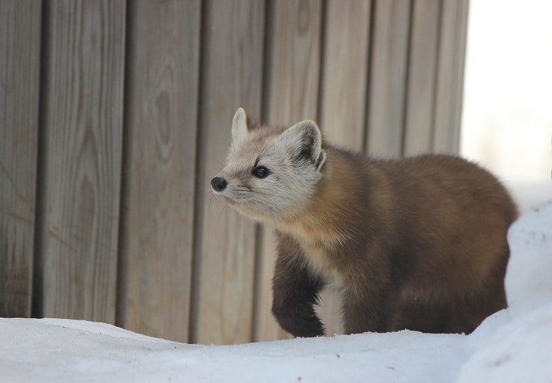 Hourly Martens