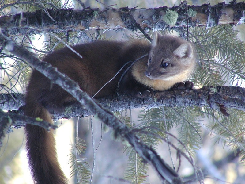 Hourly Martens