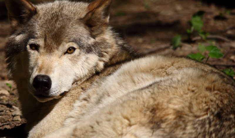 HourlyWolves