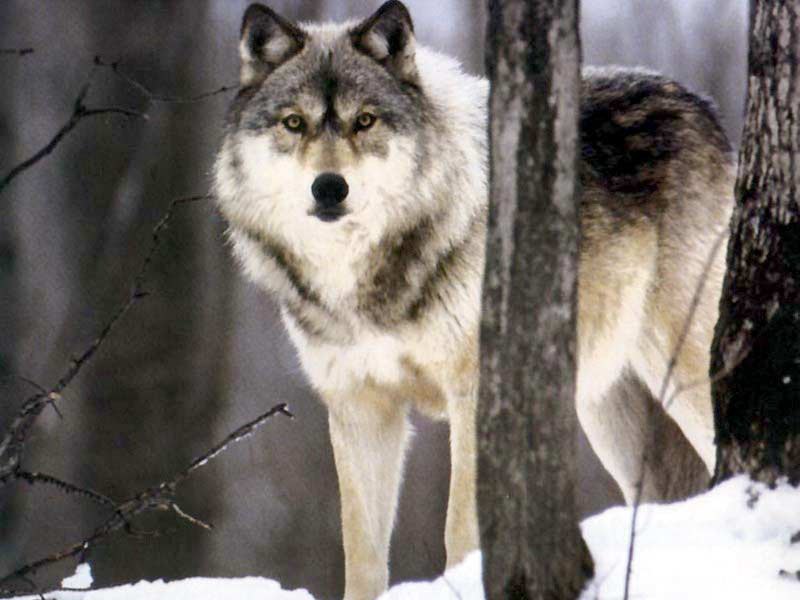 HourlyWolves