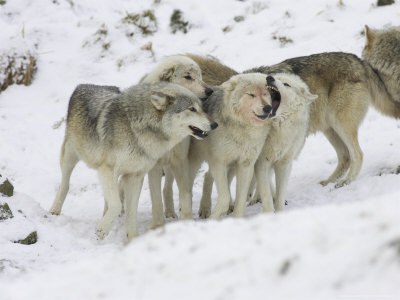 HourlyWolves