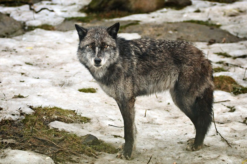 HourlyWolves