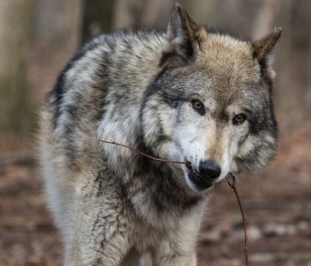 HourlyWolves