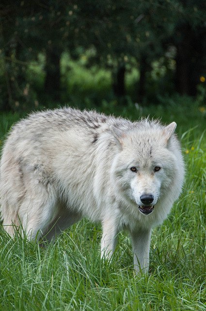 HourlyWolves