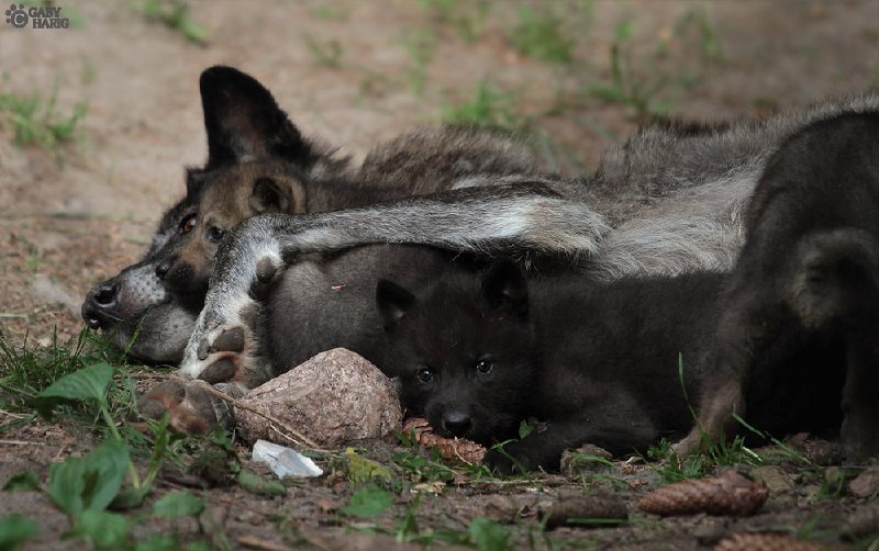 HourlyWolves