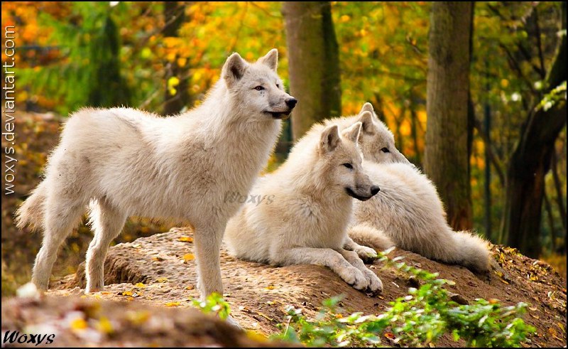 HourlyWolves