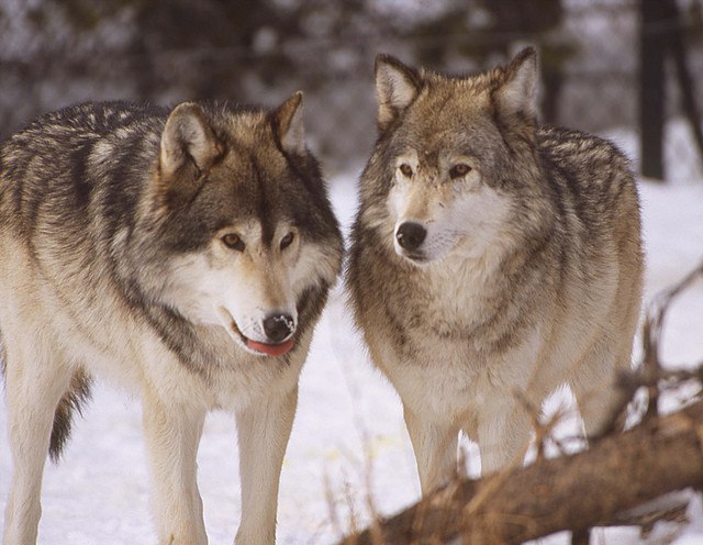 HourlyWolves