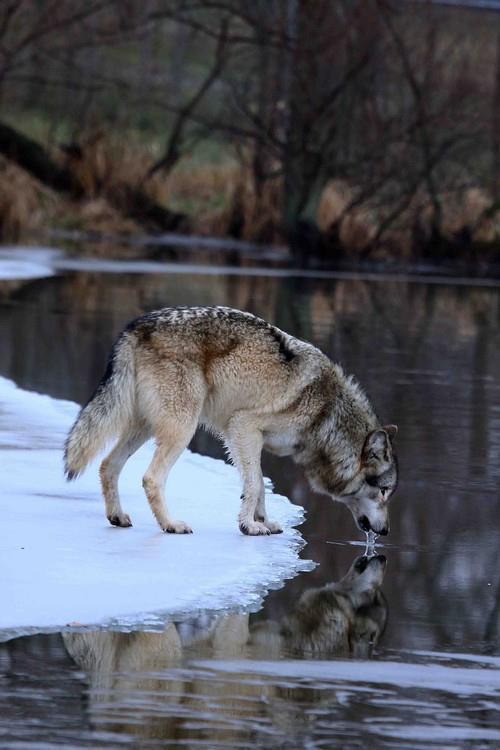 HourlyWolves