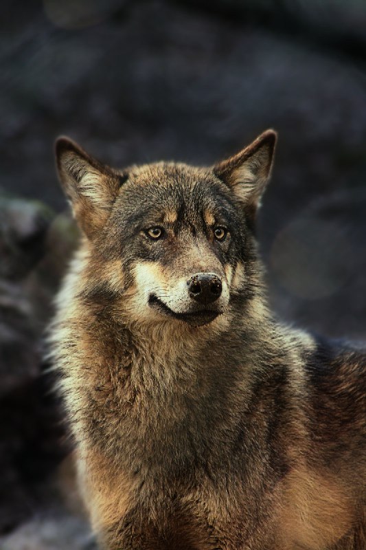 HourlyWolves