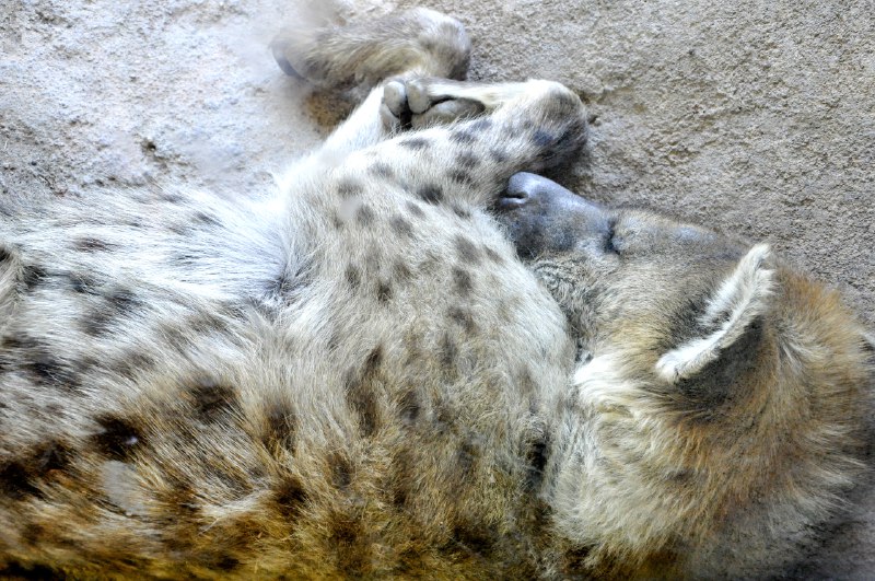 [***🔗***](https://api.tinyfox.dev/hourly/Yeens/Sleeping_hyena_Denver_zoo.JPG)