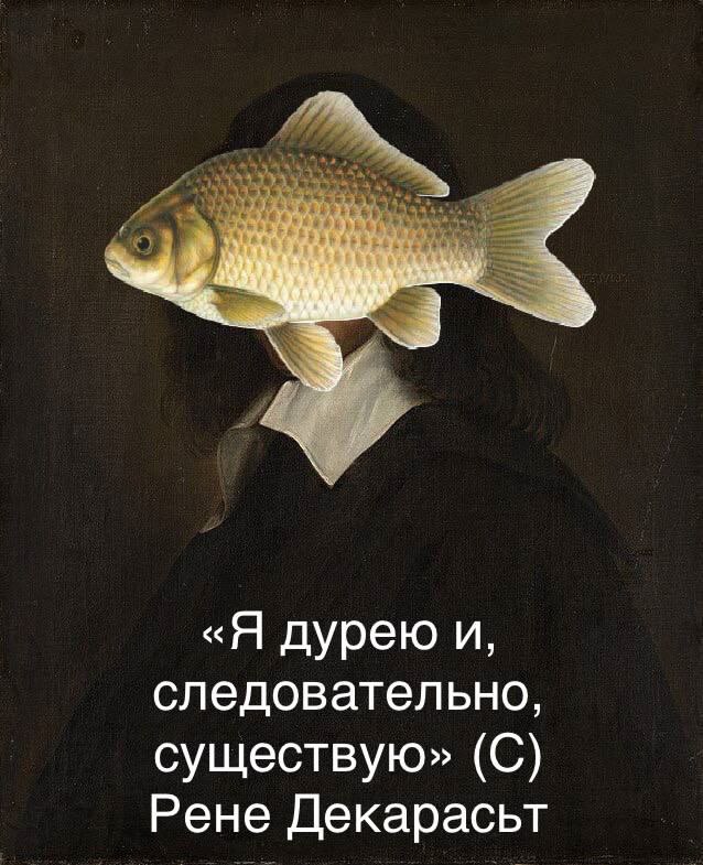 Memes Feed