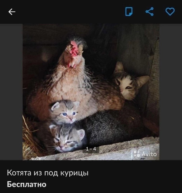 Memes Feed