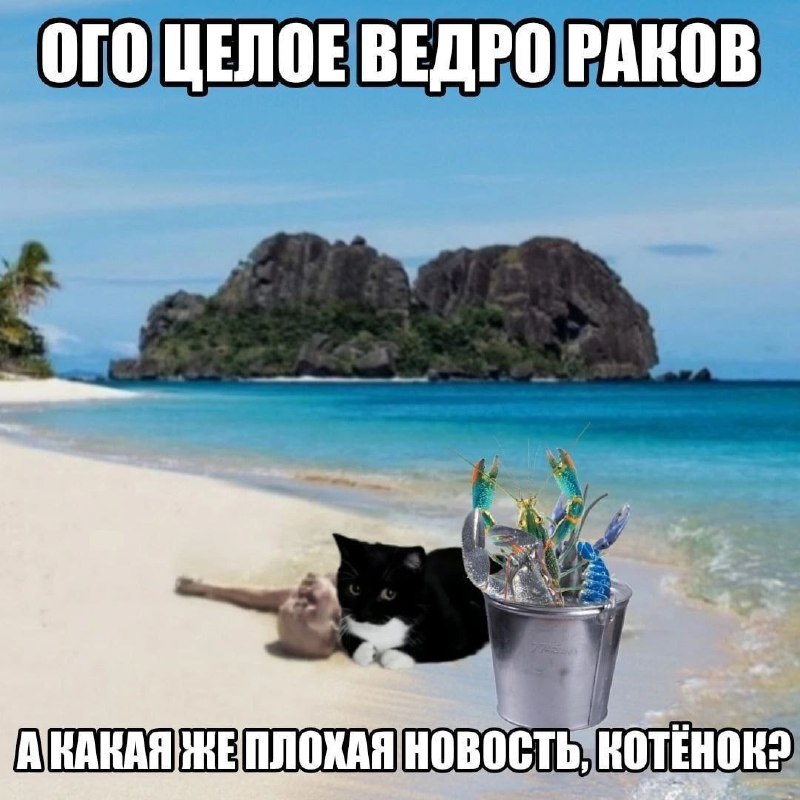 Memes Feed