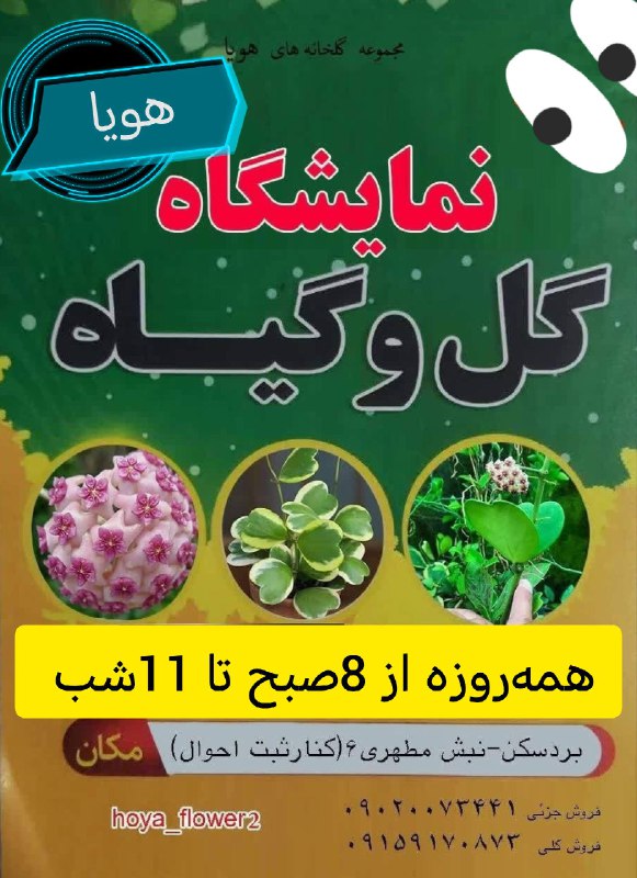 گلخانه هویا_شعبه دو