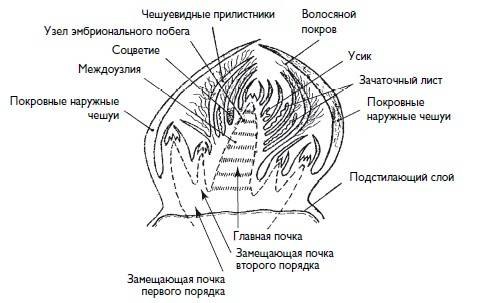 **Простой разбор виноградных почек: какая за …