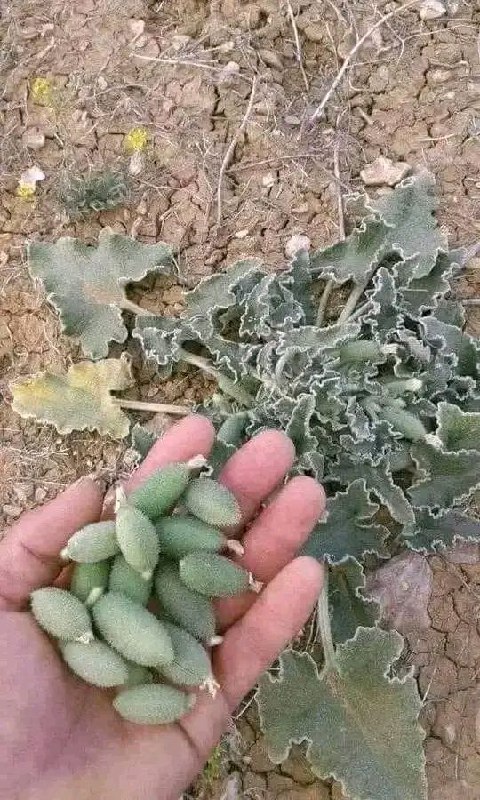 أعشاب طبية