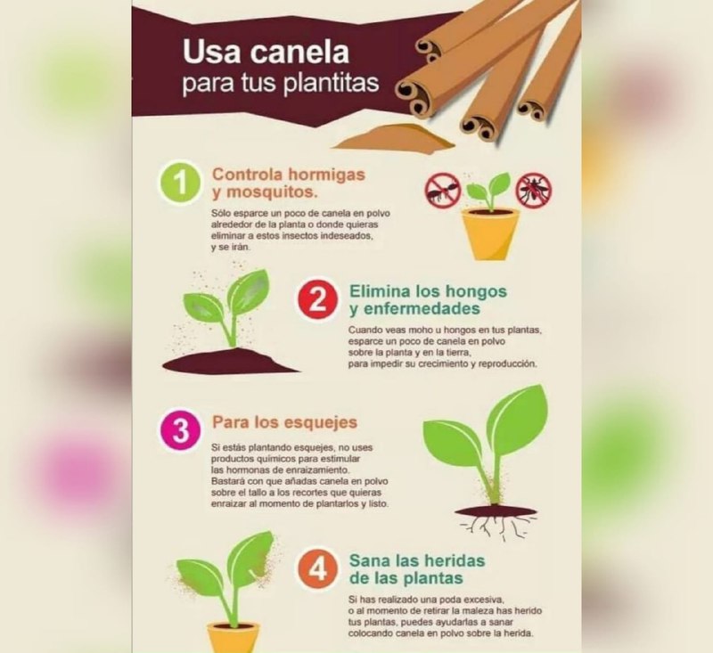 ¡Atención, amantes de las plantas! ***🌿******✨***