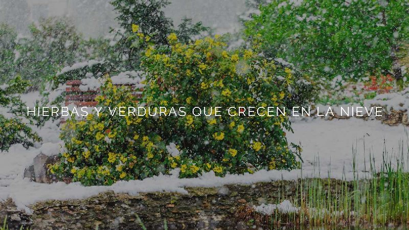 12 hierbas y verduras que crecen …