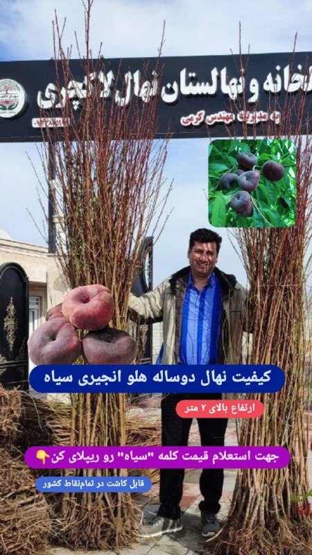 جدیدترین هلو در ایران، هلو انجیری …
