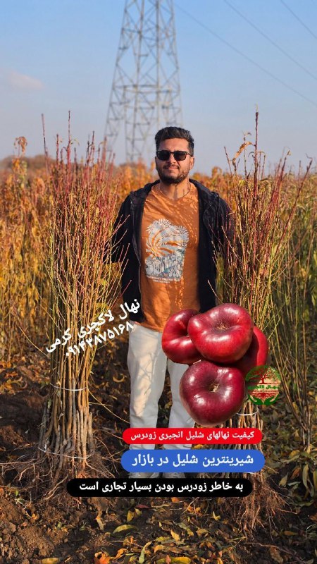 نهال لاکچری. کاتالوگ هلو و شلیل