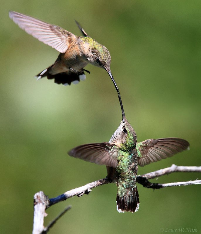 Hummingbird Heaven