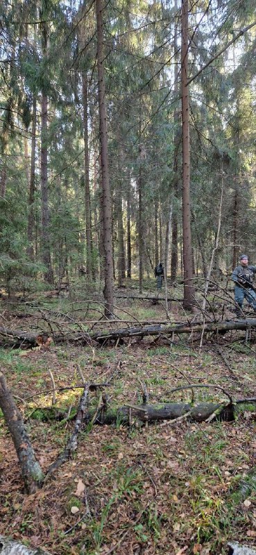 Грибов в лесу нет