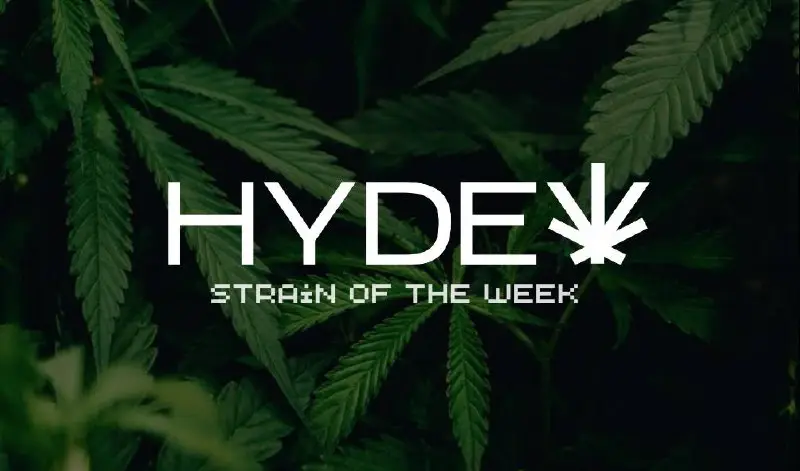 **HYDE STRAIN OF THE WEEK**