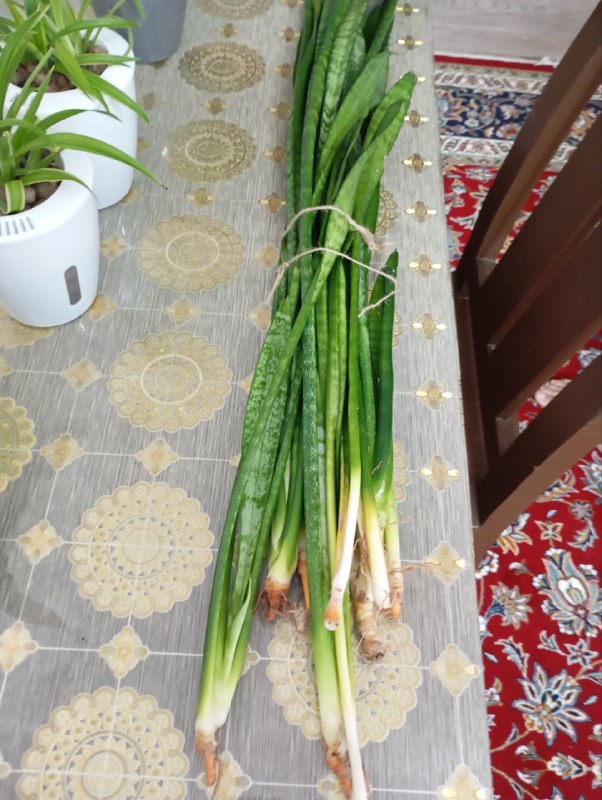 ضمنا اگه امروز و فردا کسی …