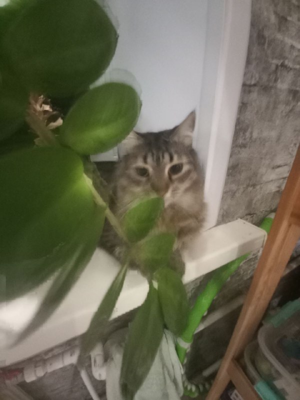 Клëпа***?***