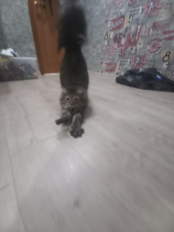Хайповые котаны