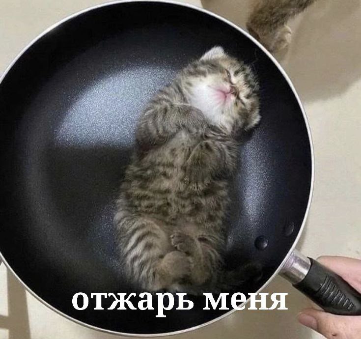Хайповые котаны