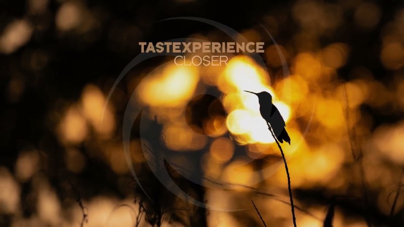 Tastexperience feat. Sara Lones - Closer