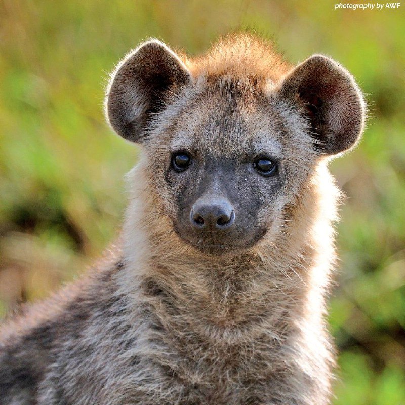 This hyena is single for Valentine's …