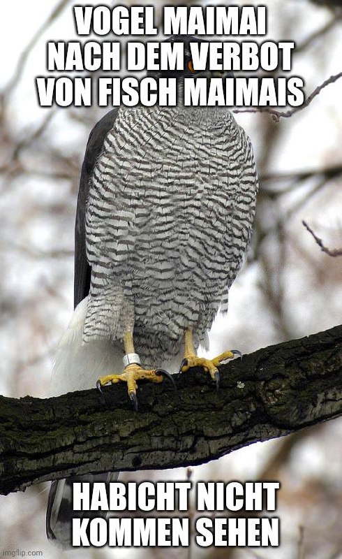 ich***🐦***iel