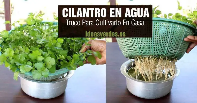 Conoce el método mas sencillo y fácil de cultivar cilantro en agua durante todo el año en casa, paso a …