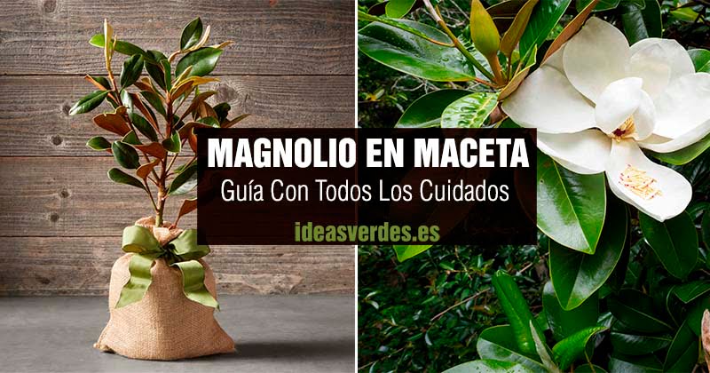 Cómo cuidar tu magnolio en maceta …