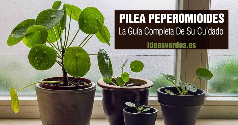 Aprende los mejores cuidados para tu …