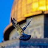 رَحِـيـل ۦٰ۪ﮧۛ