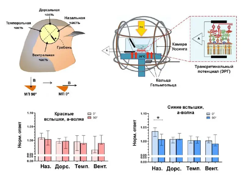 **Птицы могут воспринимать магнитное поле сетчаткой …