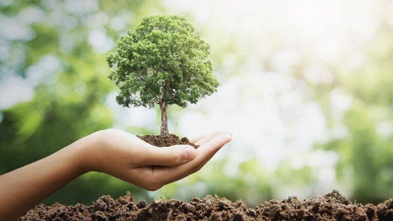 آماده شدن ۱۳۰ میلیون نهال برای …