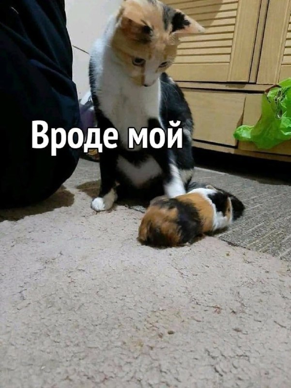 [ЯЖЕКОТ](https://t.me/iFunCat)