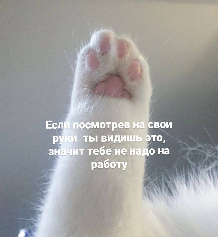 [ЯЖЕКОТ](https://t.me/iFunCat)