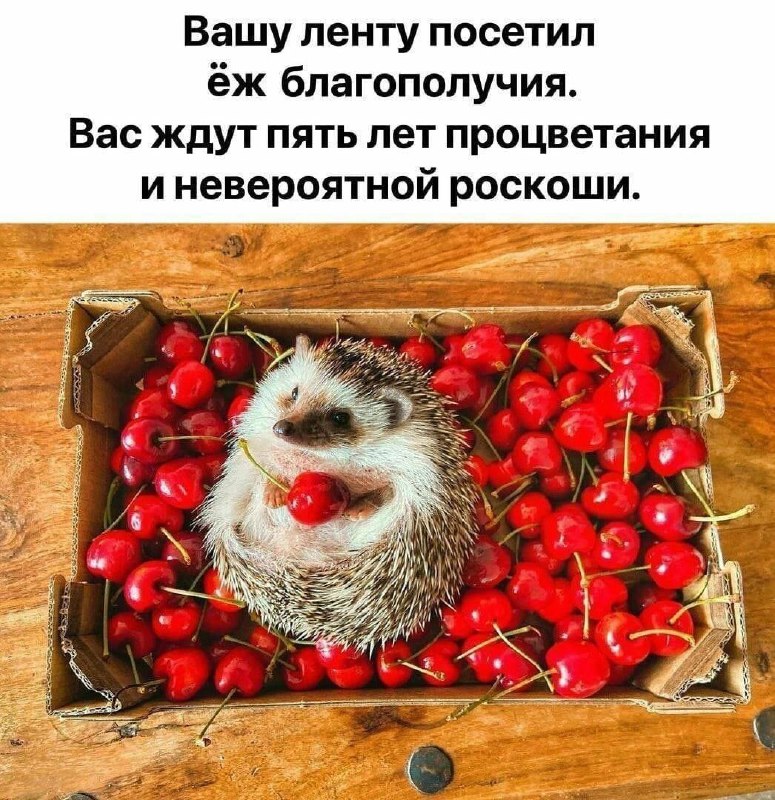 [ЯЖЕКОТ](https://t.me/iFunCat)