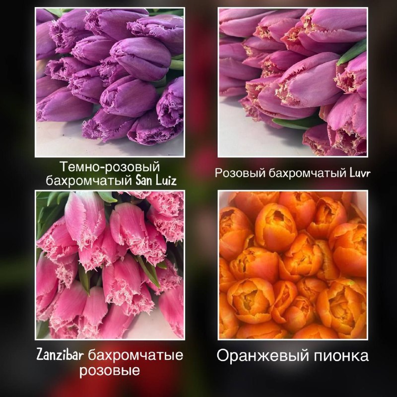 лизаизвесть