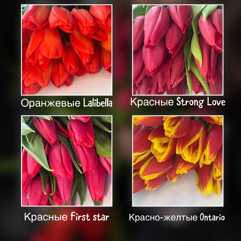 лизаизвесть