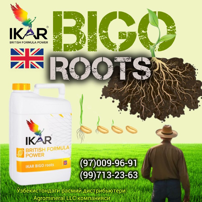 *****🔥*******IKAR** **BIGO ROOTS: ҒАЛЛА ЭКИНЛАРИ ТУПЛАШИ …