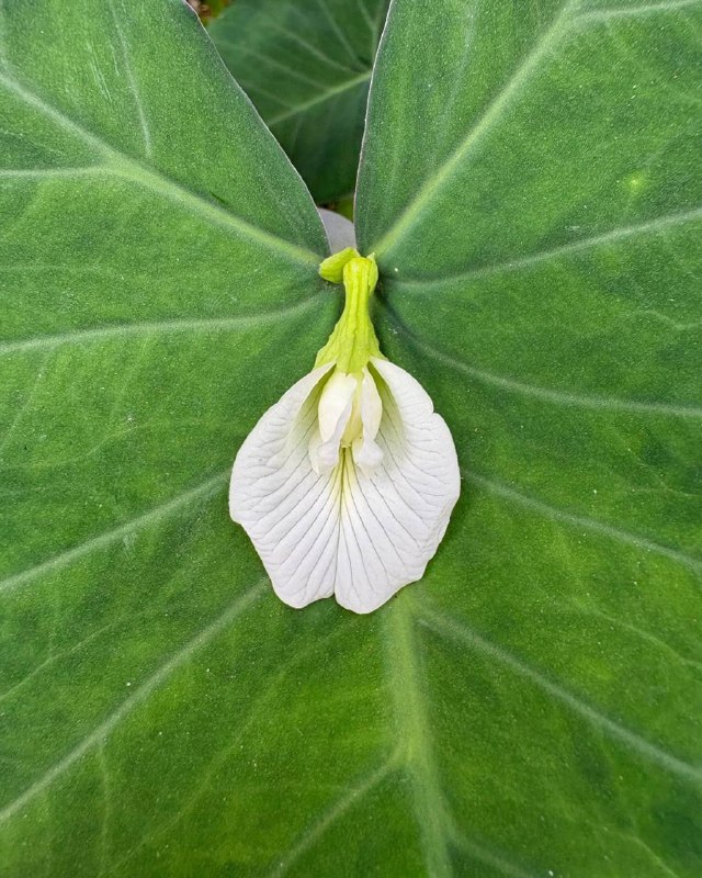 زهرتي ❤️ 🇮🇹 mio fiore