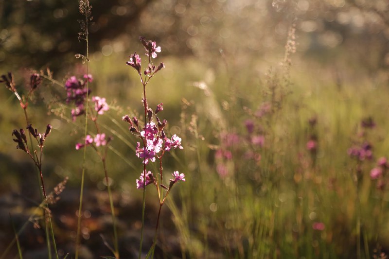 زهرتي ❤️ 🇮🇹 mio fiore